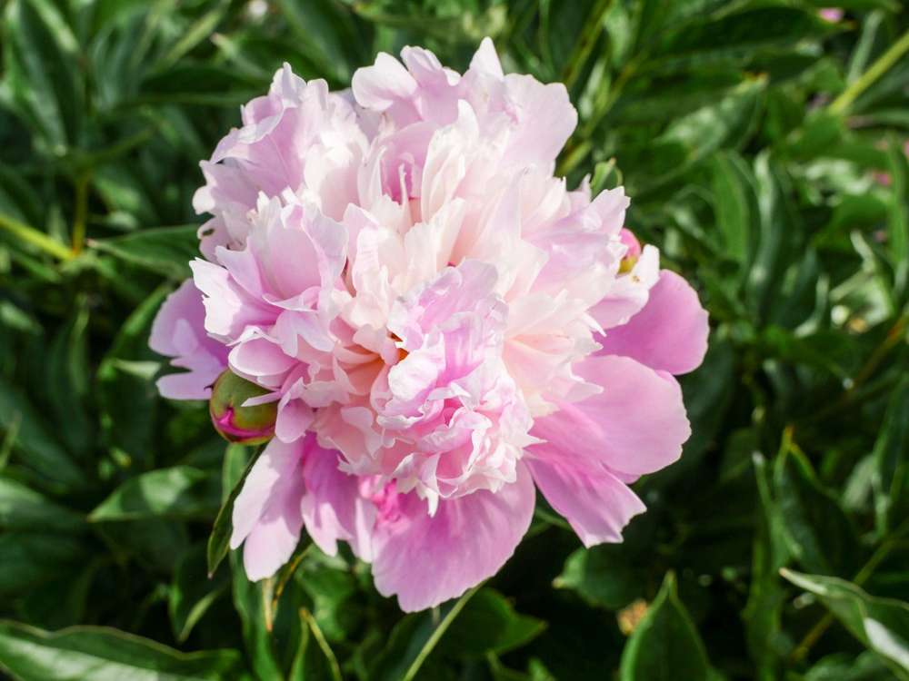 Pæon 'Madame Emilie Debatene'